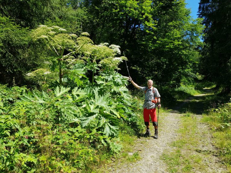 Wandern rund um Lautenthal und Sieber