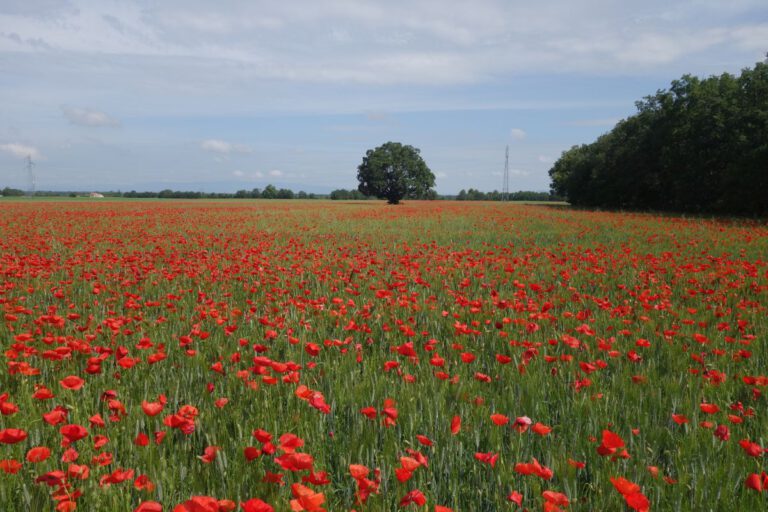 Abstecher in die Provence