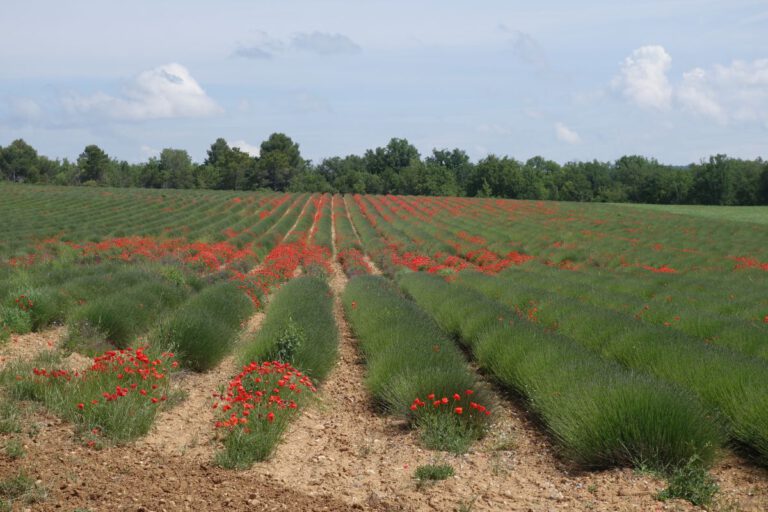 Abstecher in die Provence