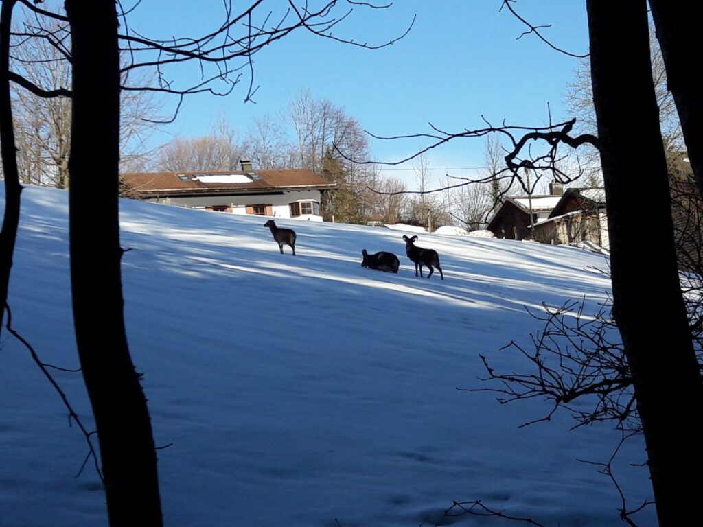 Bad Reichenhall im Winter