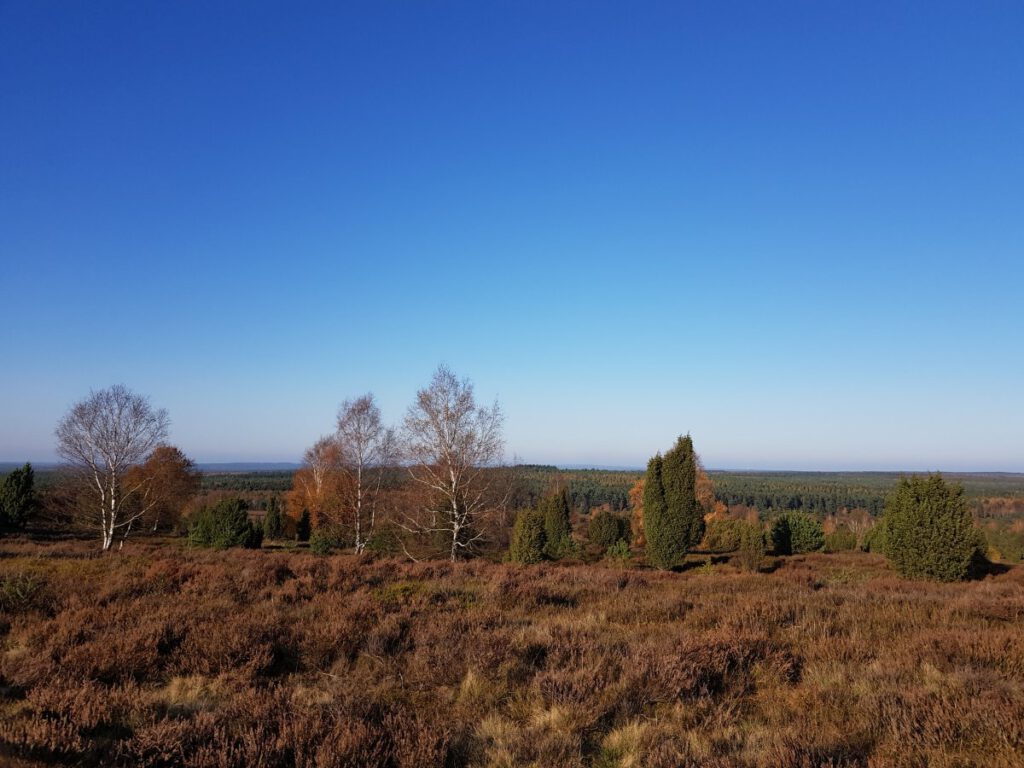 Heidelandschaft rund um Undeloh