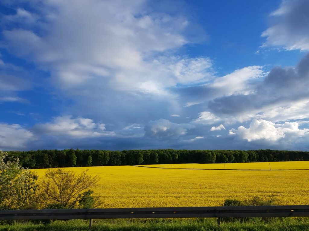 Vorbei an leuchtenden Rapsfeldern