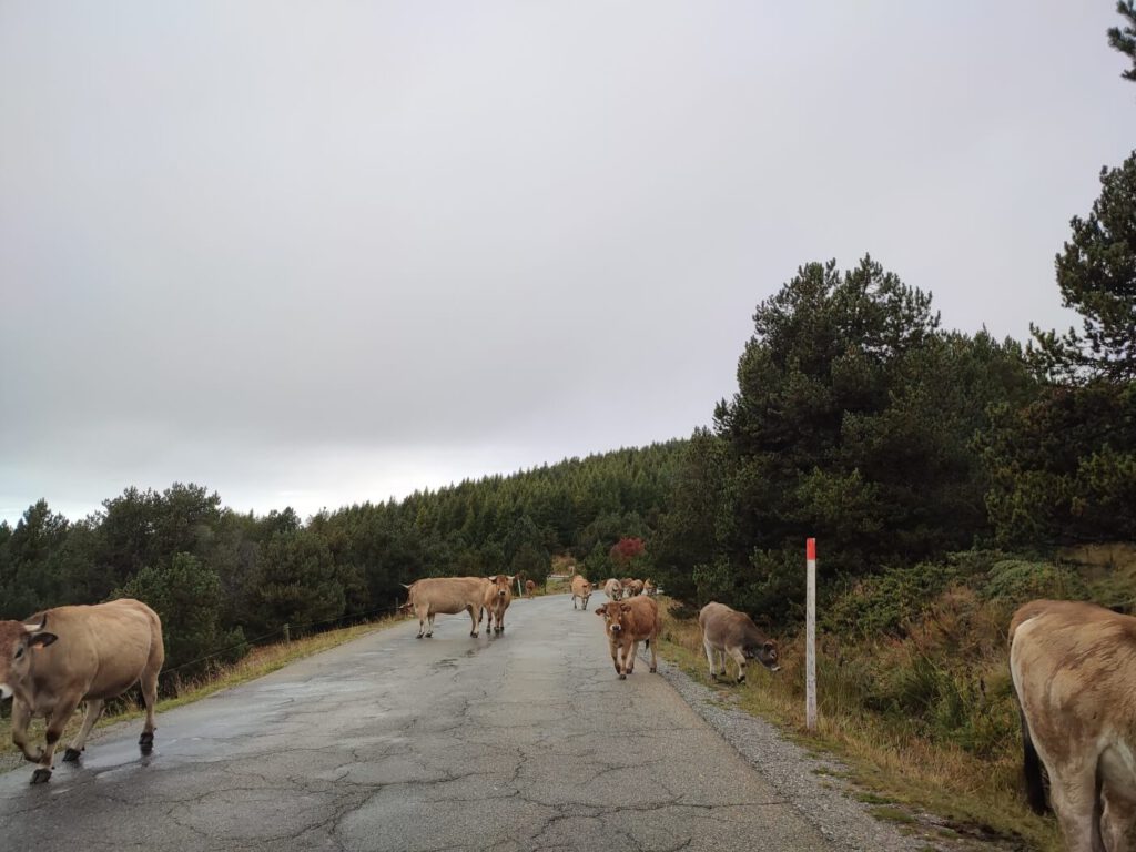 Plateau de la Calme