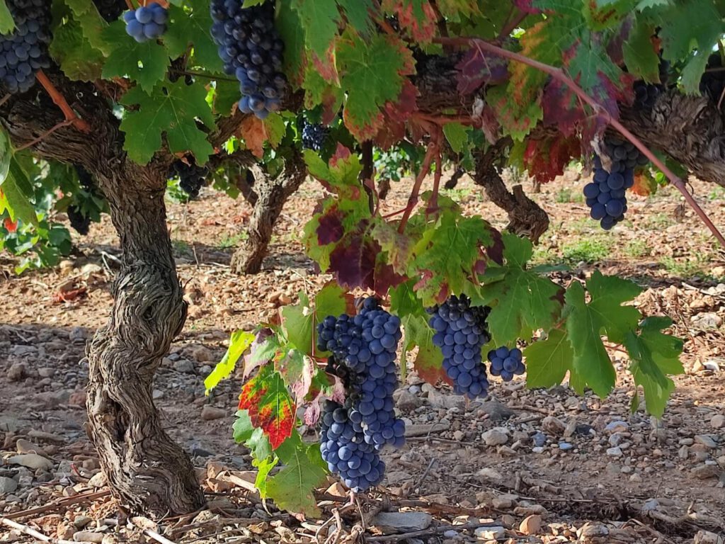 Eindrucksvolles Minervois