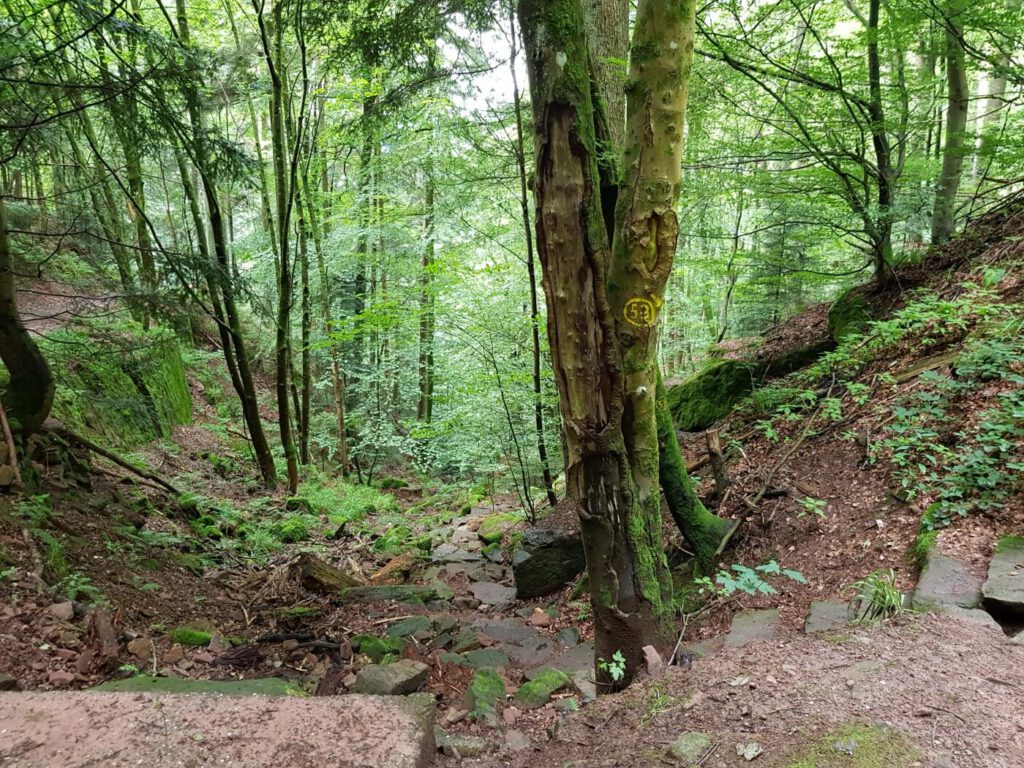 Wanderung Wolfsschlucht