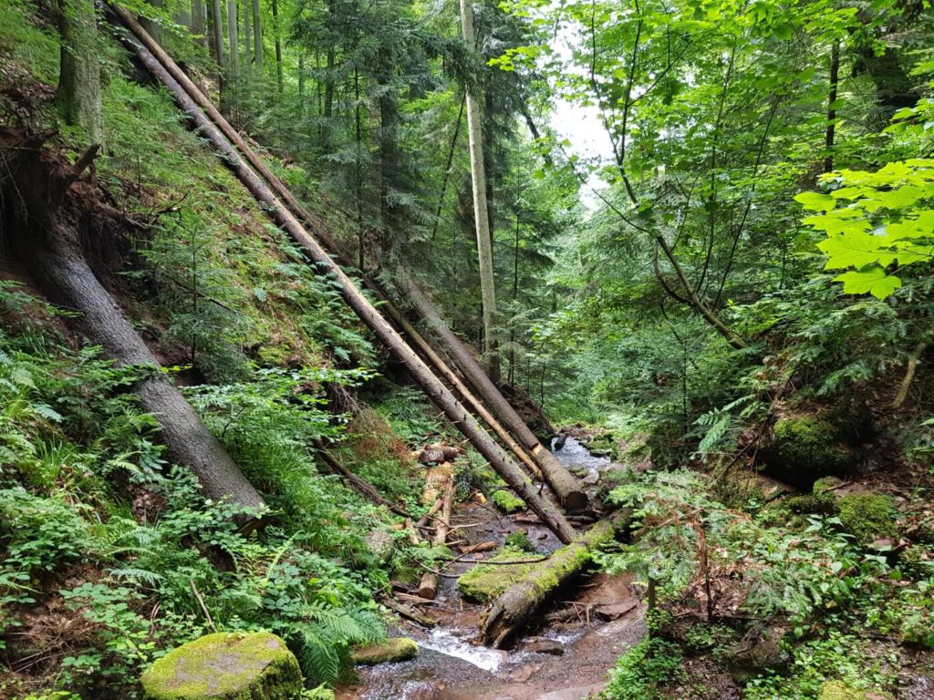 Wanderung Wolfsschlucht